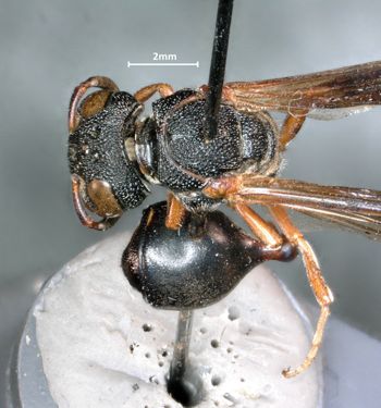 Media type: image;   Entomology 32446 Aspect: habitus dorsal view